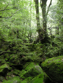 90377: Yakushima 屋久島 by Tomoko Makino  