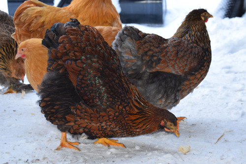 chickens-and-muscovyducks:Round chickens@voidnachos
