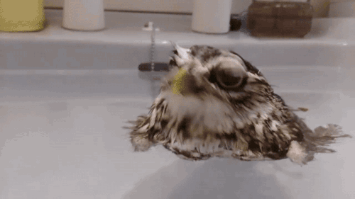 haveahiddles:  gifsboom:  Not a duck.(via Lobo2ffs)[video]  Oh look, a moist owlette