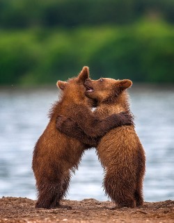 magicalnaturetour:  (via Dancing cubs by