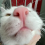 steakie