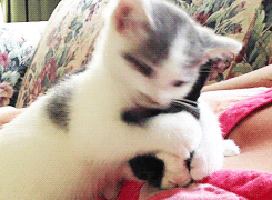 kittens-kittenseverywhere:  It’s just so cute. How can somebody not like cats? 
