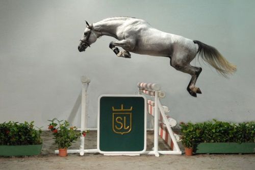ladydressage:The jump