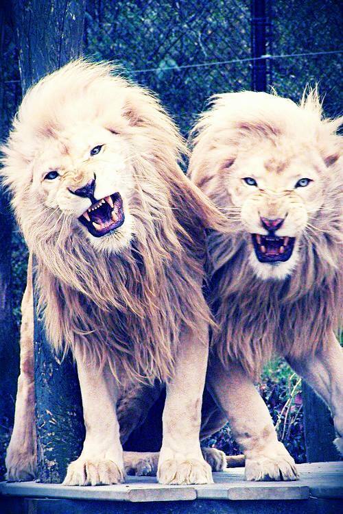 lordmaahes-nsc - Roars in the night turn into purrs come morn~