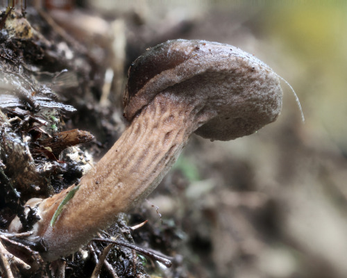 The underside pores of a bolete mushroom, Hakarimata, New Zealand [OC] [4320x3456]