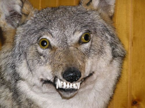 Im Not A DOG... I Know Why I BITE