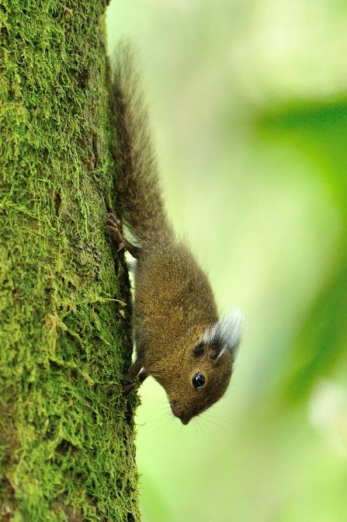 end0skeletal:The tufted pygmy squirrel is native to Borneo. Its diet consists mostly of lichens and 