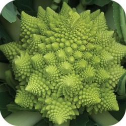 cellularemergence:  The number of spirals on the head of Romanesco broccoli is a Fibonacci number. How cool is that? It’s a natural fractal and is high in nutrients……This is on my list to grow and eat! 