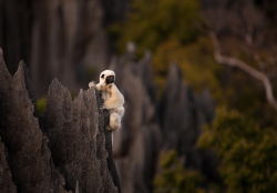 nubbsgalore:  tsingy de bemaraha national park, a unesco world heritage site in western madagascar, is home to lemurs who, with thick pads on their hands and feet, navigate this six hundred square kilometer labyrinth of three hundred foot tall razor sharp