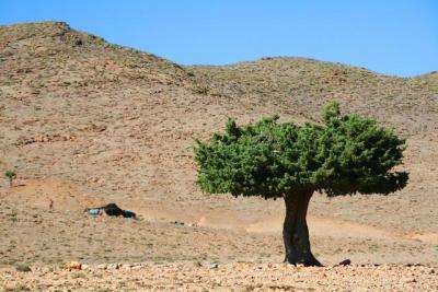 Road To Fez, Tree, Morocco