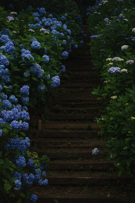 Hydrangea On Tumblr Hydrangea On Tumblr