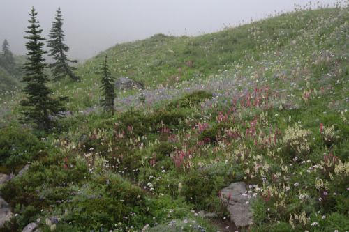 90377: Mt Rainier, Washington State by Filemon &amp; Mickey