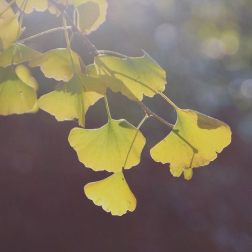 #いちょう #紅葉 #黄葉 #秋色 #逆光 #水戸八幡宮 #水戸 #茨城 #gingko #ginkgo #coloredleaves #autumnleaves #shrine #mito #iba