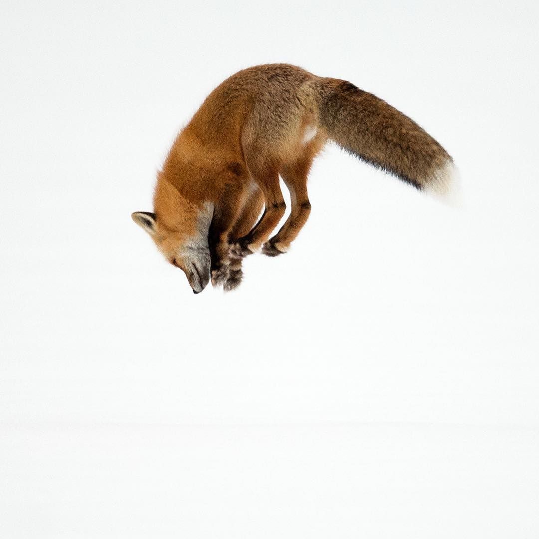 phototoartguy:  Foxy fox ☛ http://bit.ly/1ICRYTu ☛ New Photography from MZ Images