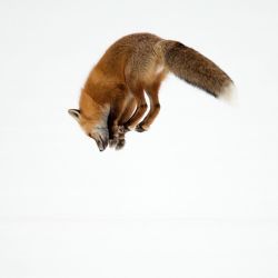 Phototoartguy:  Foxy Fox ☛ Http://Bit.ly/1Icrytu ☛ New Photography From Mz Images