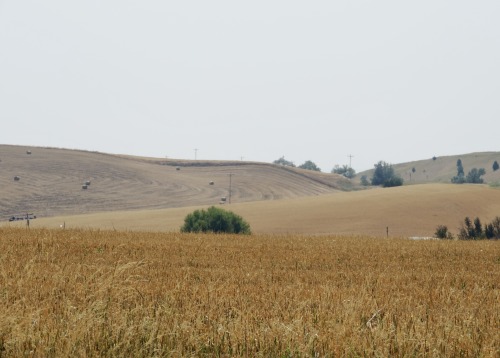 The Palouse on a Hot August Day During Harvest, Near Uniontown, Washington, 2014.