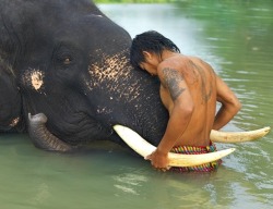 infaithispeace:  An Indian elephant and his