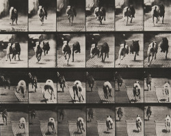 philamuseum:  Today would be the 184th birthday of pioneering photographer Eadweard Muybridge. Born in Kingston-on-Thames, England in 1830, Muybridge emigrated to the United States at a young age. His groundbreaking animal locomotion studies helped pave