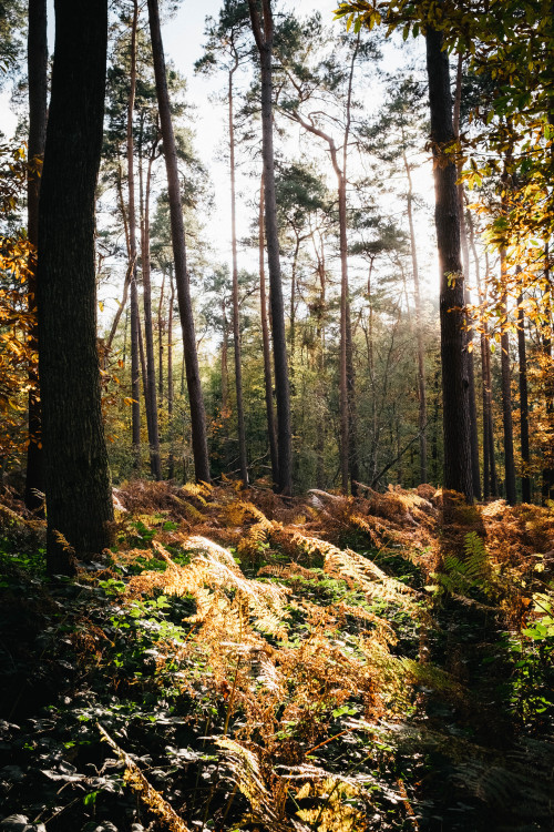 Hallerbos during the fall, 2020.