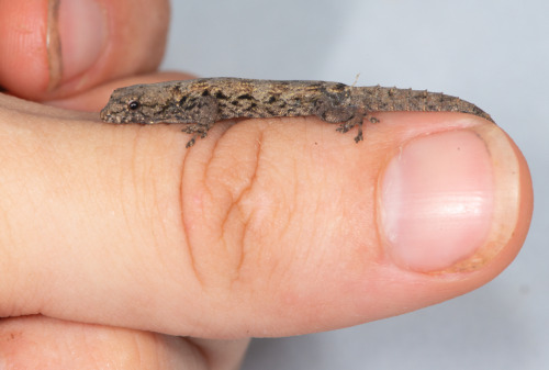 Here is your periodical reminder that there are some extremely small geckos out there. This is an ad