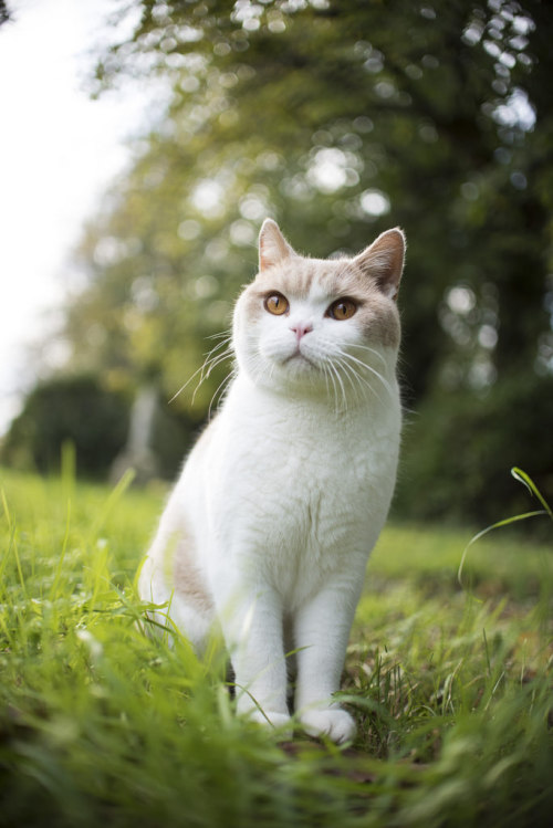 Kitty (by Jake Priddle Photography)