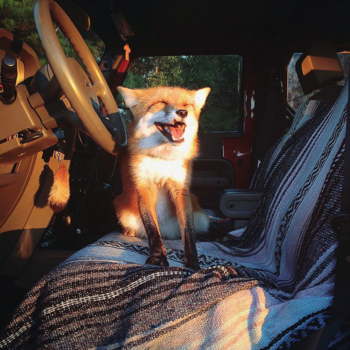 friendswithmysister:awesome-picz:  Meet Juniper, The Pet Fox Who’s Basically An