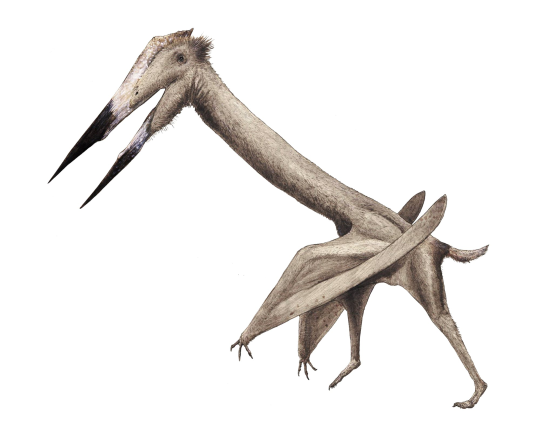 Species New to Science: [Paleontology • 2010] Alanqa saharica • A New  Pterosaur (Pterodactyloidea: Azhdarchidae) from the Upper Cretaceous of  Morocco