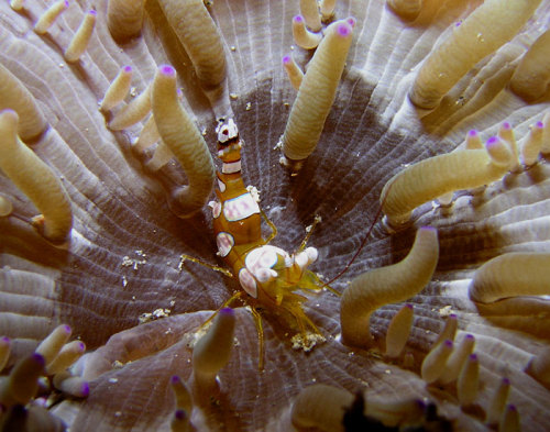 cool-critters:Sexy shrimp (Thor amboinensis)The sexy shrimp (and yes, this is really its common name