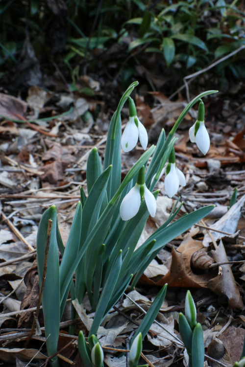 January for us has been mild with some warm breaks in the weather.  The flowers of winter are starti