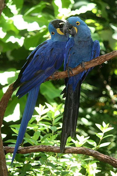 seraphica:The Hyacinth Macaw, Anodorhynchus hyacinthinus, is the largest of the macaws and the large