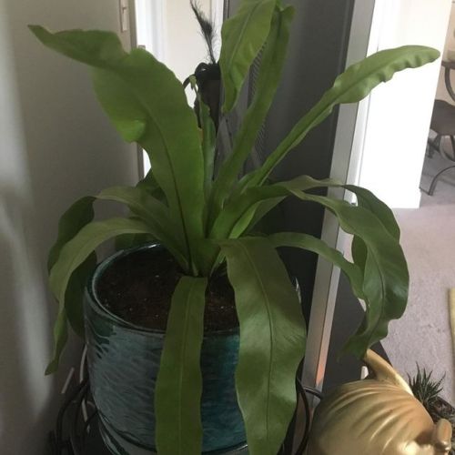 Thanks to @thesill I have a new birds nest fern #indoorgardening #plantlife #houseplants #plantmom #