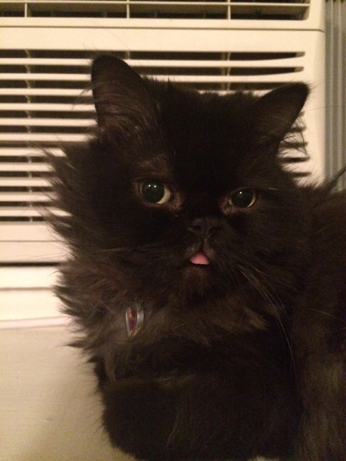 nataliemeansnice:my roommate’s cat is named ‘muffin purrfect angel’ and i’m pretty sure she is the r