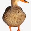 inktheduck