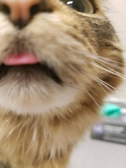 unflatteringcatselfies:Blep