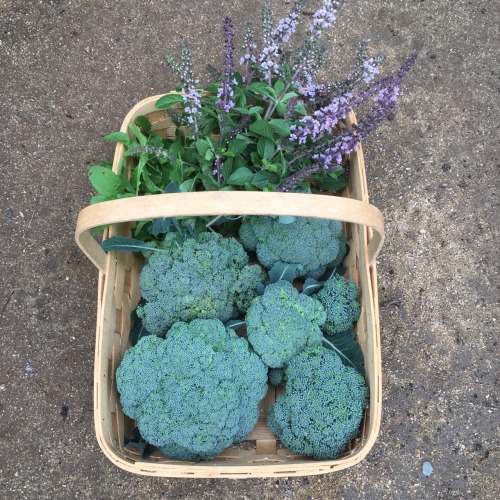 The broccoli harvest coming in