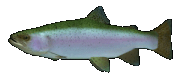 Various Fish By YRAM Enterprises