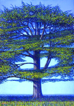 elpasha71:  Francis Hamel - Cedar Trees 