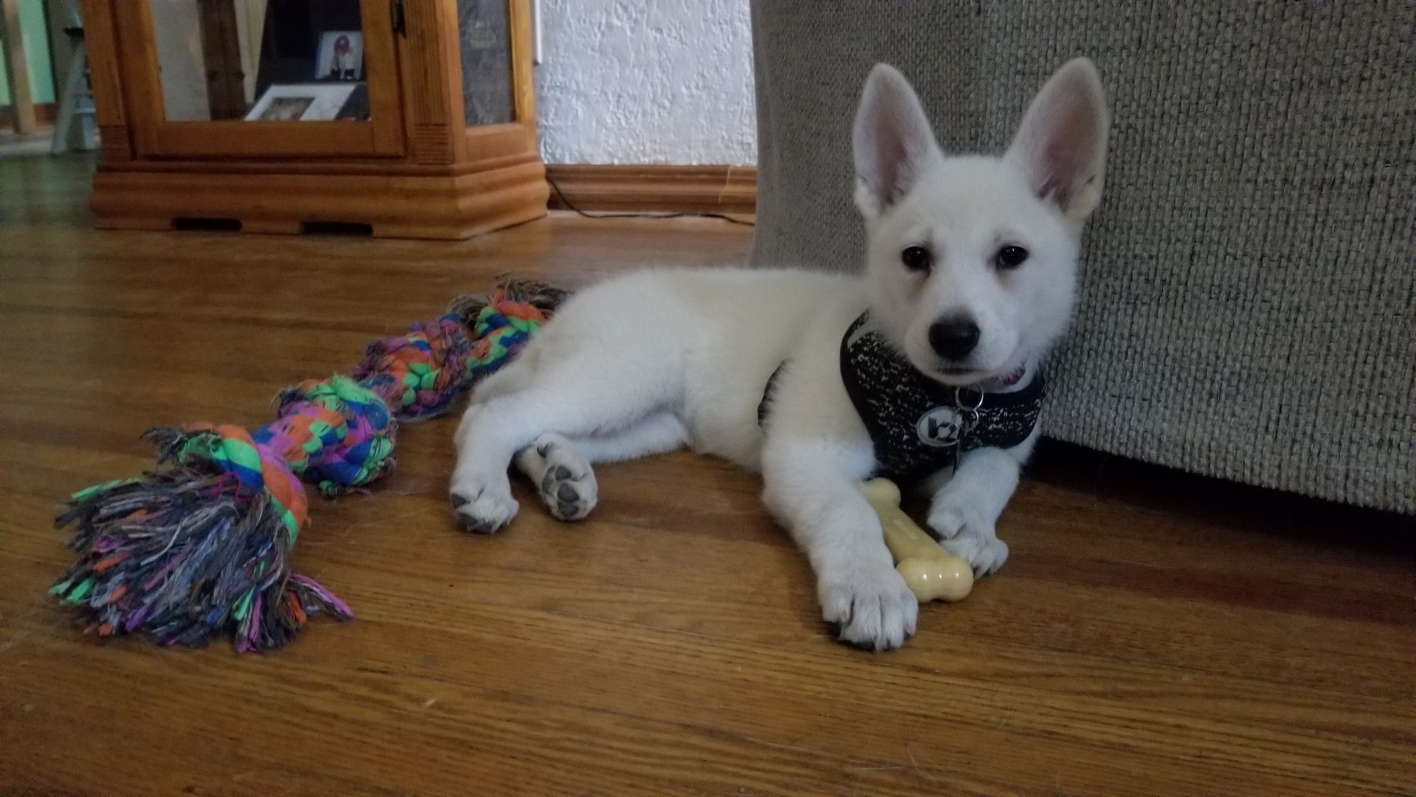 katiiie-lynn:Pack update 🐾Astrid continues to fit in well with everybody and is learning what “outside” means and to sit at the door for it (despite still going potty several times a day inside). Last night she finally learned how to go