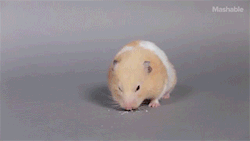 sizvideos:  100 Years of Hamster Beauty in 60 SecondsVideo