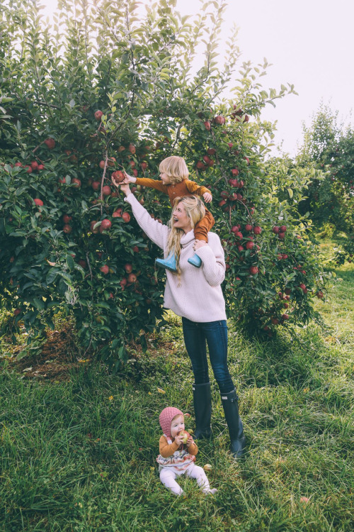 apple picking