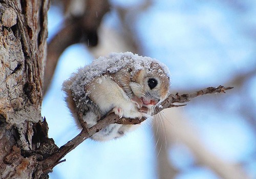 Porn photo wonderous-world:  The Siberian Flying Squirrel