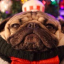 pugsandbrimstone