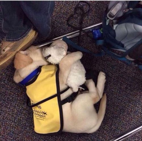 babyanimalgifs