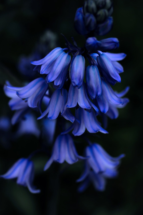 greenreblooming:blue bells *09 may 2016