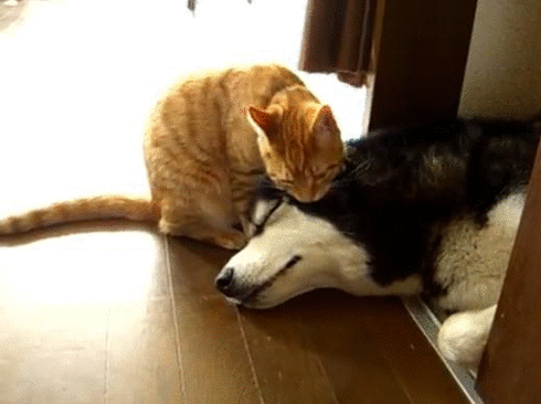 johnnyslittleanimalblog:good morning tumblrs  :)