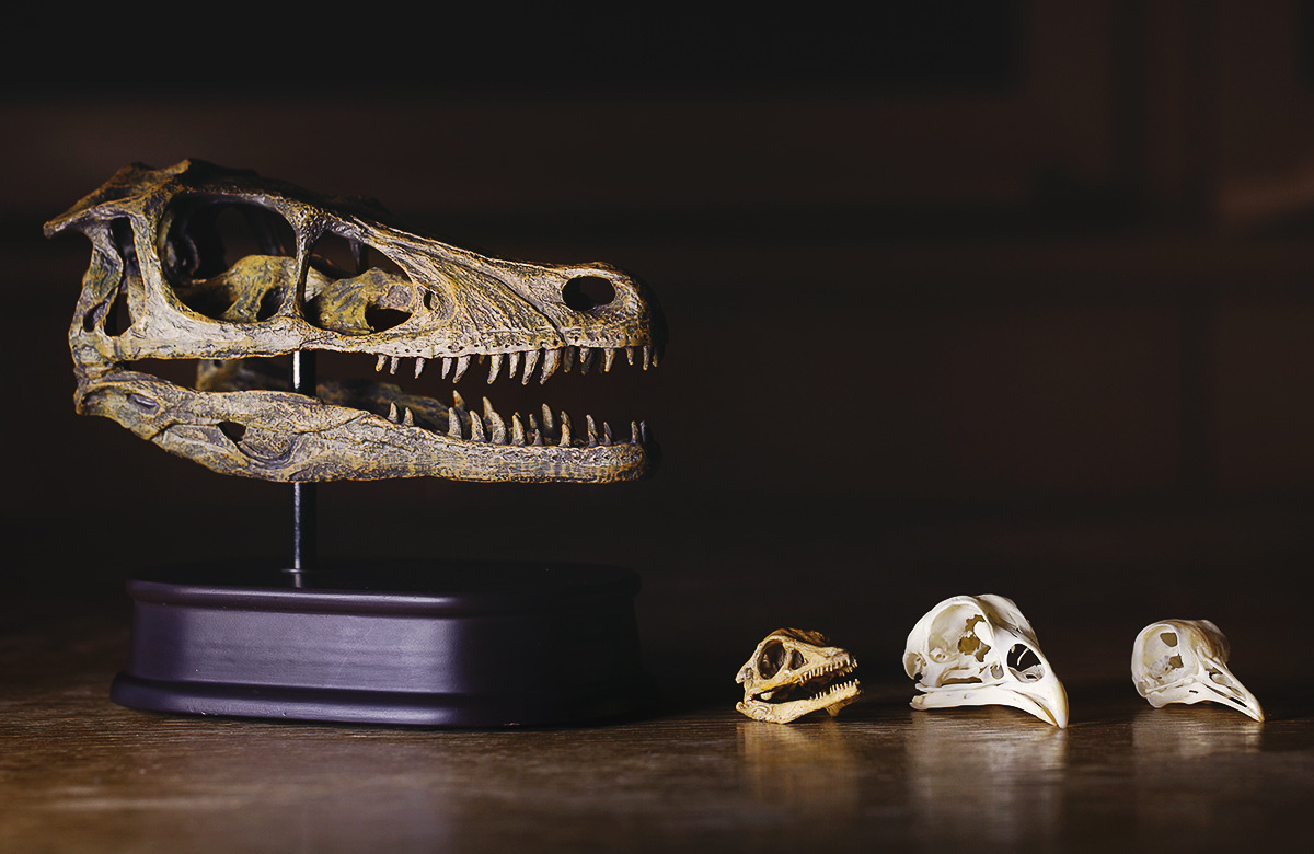 s-c-i-guy: How Dinosaurs Shrank and Became Birds Modern birds descended from a group