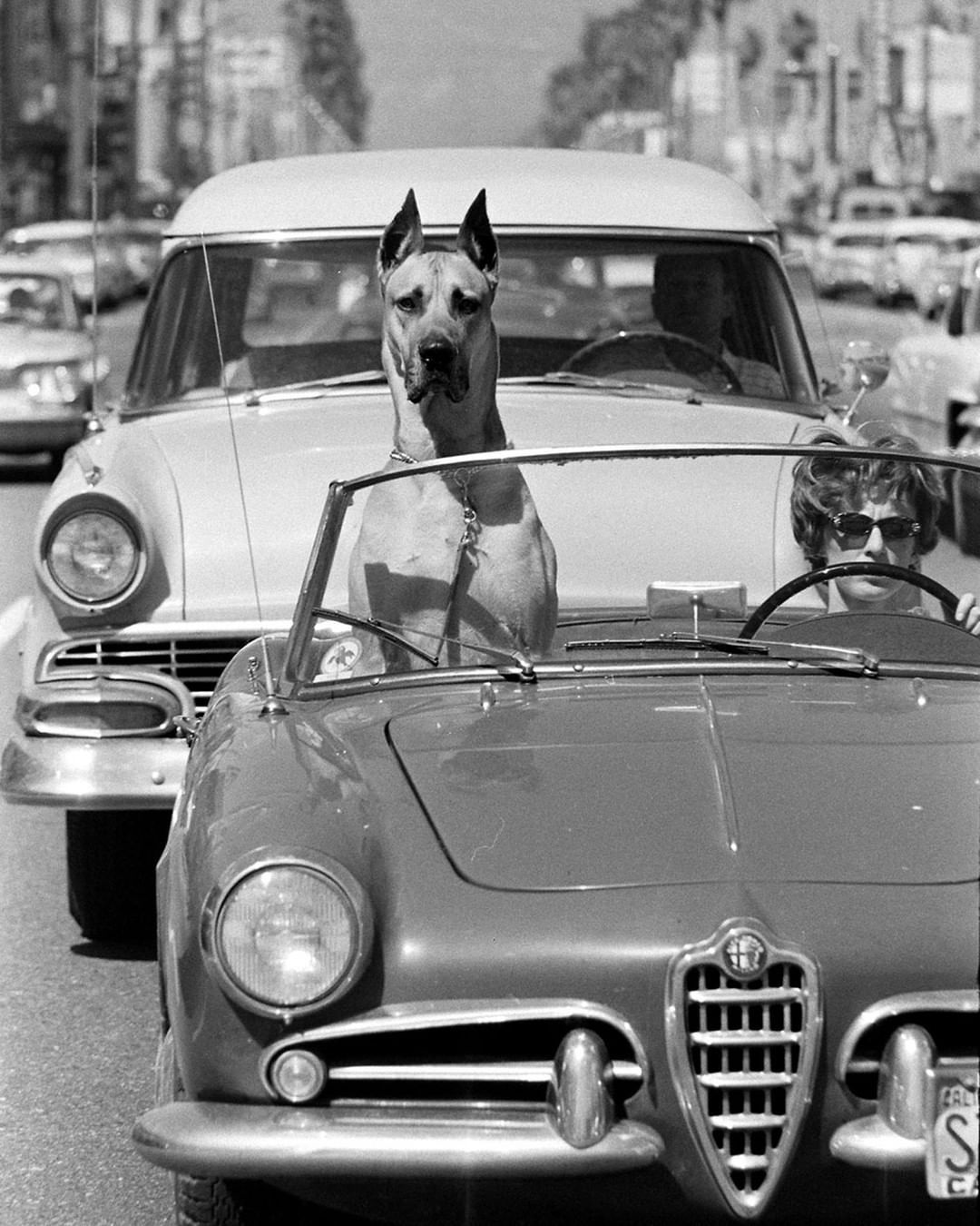 life: A Great Dane riding shotgun in a sports car in Hollywood, California - 1961.