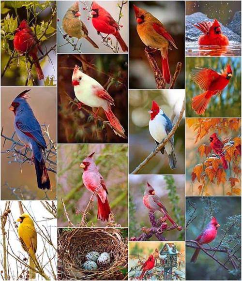 beautyinthislife:varieties of cardinals Beautiful