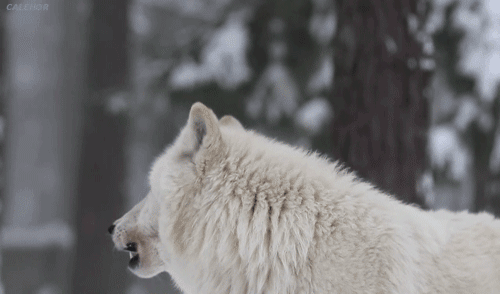 foreverthel0newolf:  There’s no better sound than the sound of a wolf howl. &lt;3