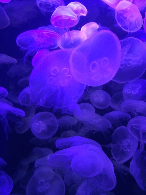 beliefff:  Jelly fish aesthetics